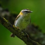 Птушкі Беларусі: Чырвонагаловы каралёк Чырвонагаловы каралёк