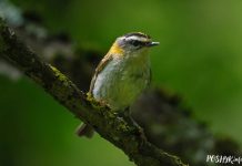 Чырвонагаловы каралёк