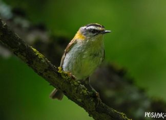 Птушкі Беларусі: Чырвонагаловы каралёк Чырвонагаловы каралёк