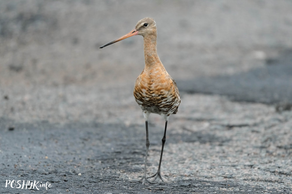 Птушкі Беларусі: Вялікі Грыцук