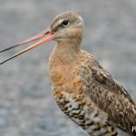 Вялікі грыцук – чырвонакніжная птушка Беларусі Вялікі Грыцук (Веретенник большой)