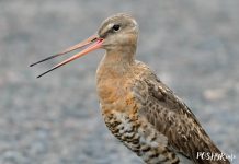 Вялікі грыцук – чырвонакніжная птушка Беларусі Вялікі Грыцук (Веретенник большой)