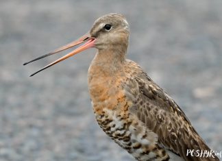 Вялікі грыцук – чырвонакніжная птушка Беларусі Вялікі Грыцук (Веретенник большой)