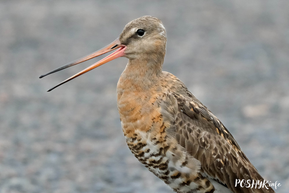 Вялікі Грыцук (Веретенник большой)