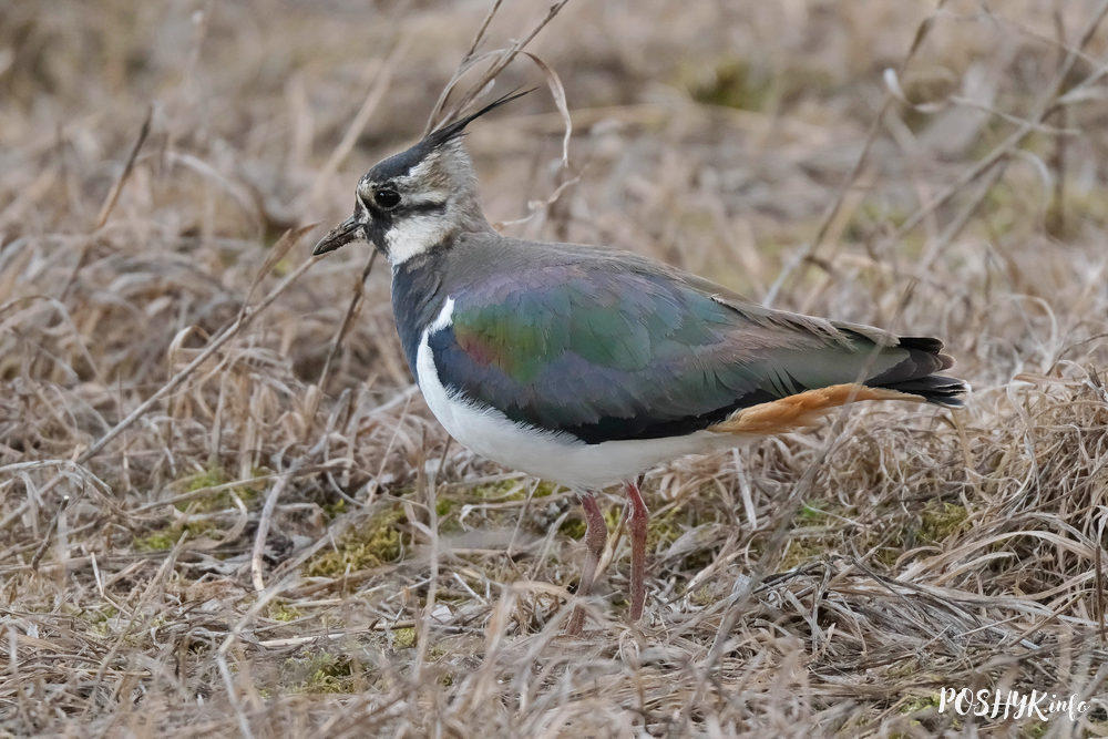 Як яшчэ называюць птушку Кнігаўка?