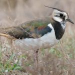 Птушка Кнігаўка – як выглядае? Як выглядае птушка кнігаўка?