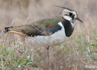 Птушка Кнігаўка – як выглядае? Як выглядае птушка кнігаўка?