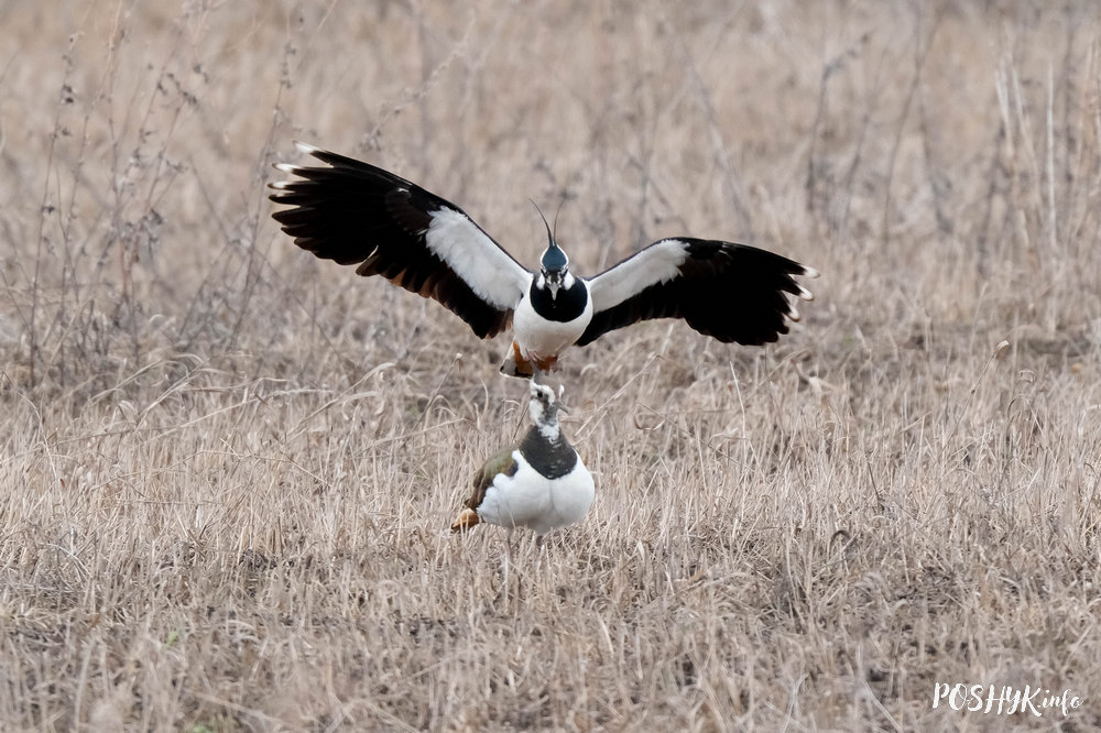 Кнігаўка самец і самка