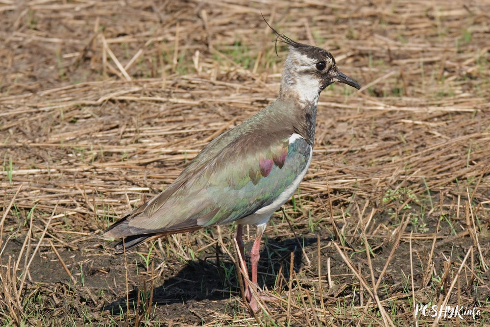 Як выглядае птушка кнігаўка?