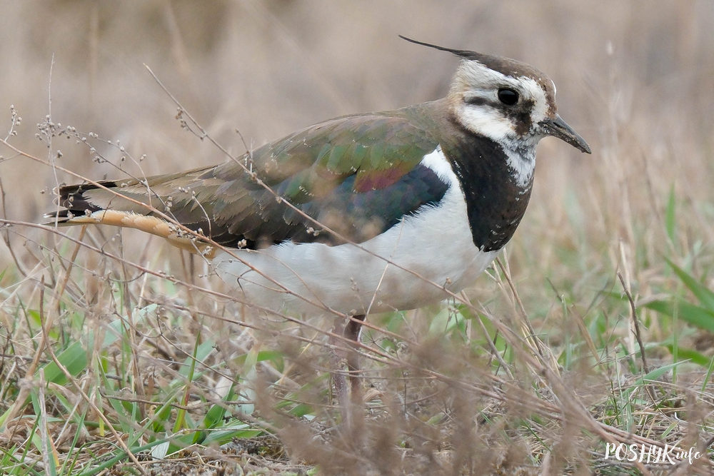Як выглядае птушка кнігаўка?
