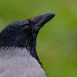 Шэрая Варона – як выглядае і цікавыя факты Птушка Шэрая варона