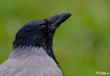 Птушка Шэрая варона