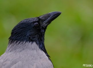 Шэрая Варона – як выглядае і цікавыя факты Птушка Шэрая варона