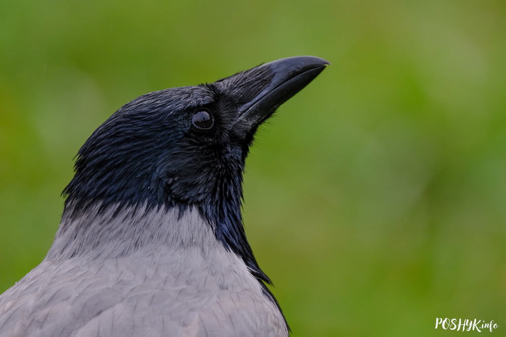 Птушка Шэрая варона