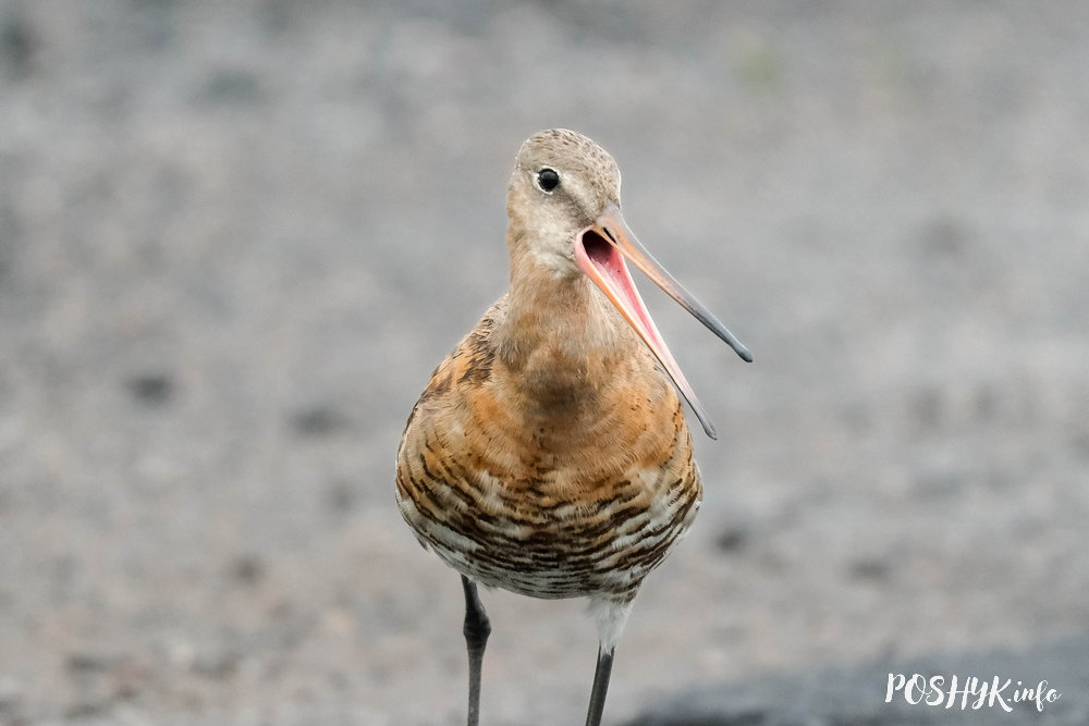 Black-tailed godwit