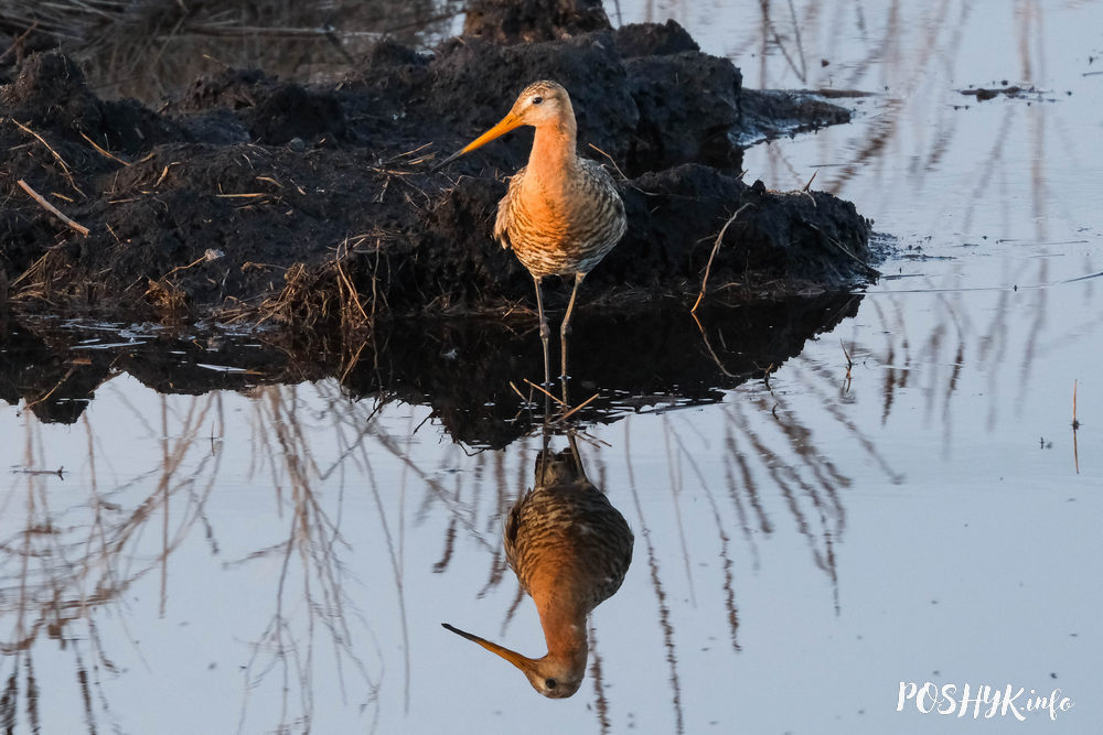 Чырвонакніжныя птушкі Беларусі