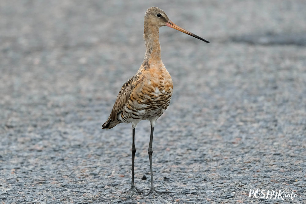Як выглядае Грыцук Вялікі?