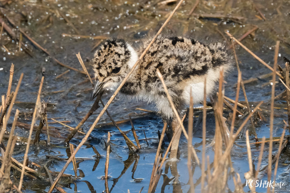 Кнігаўка птушаня