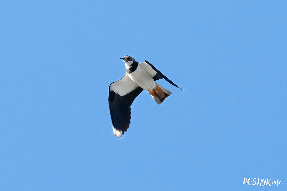 Птицы Беларуси - Чибис