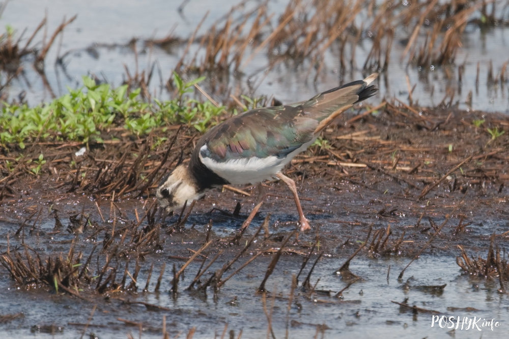 Птушкі Беларусі - кнігаўка