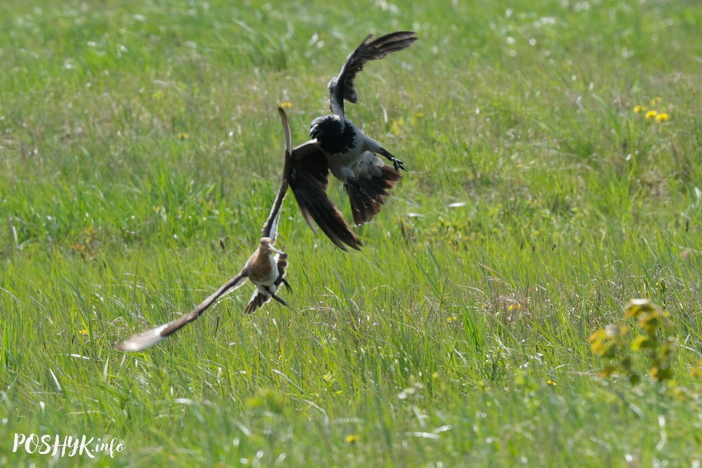 Птушкі Беларусі