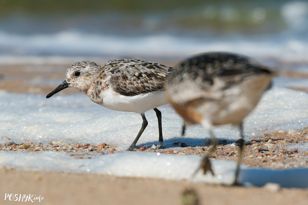 Calidris alba