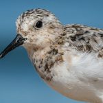 Птушка Пясчанка – апісанне і фота Птушкі Беларусі - Пясчанка