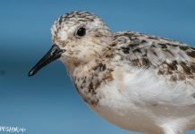 Птушка Пясчанка – апісанне і фота Птушкі Беларусі - Пясчанка