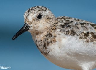 Птушка Пясчанка – апісанне і фота Птушкі Беларусі - Пясчанка