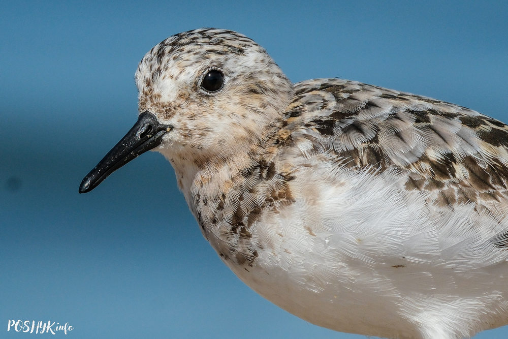 Птушкі Беларусі - Пясчанка