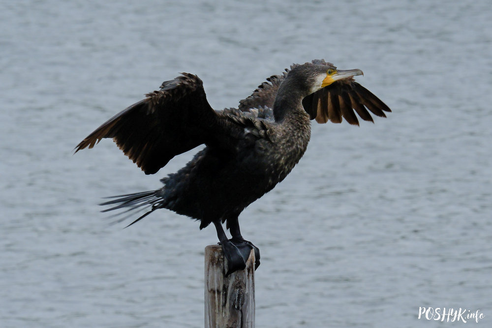 Вялікі баклан (Phalacrocorax carbo) - апісанне і фатаграфіі