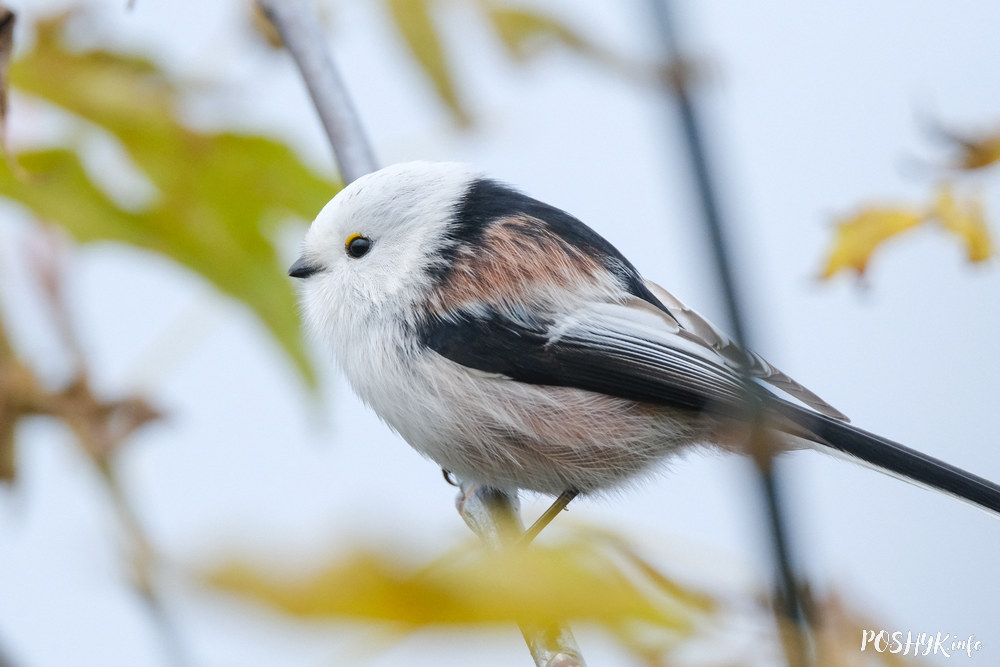 Long tailed tit bird