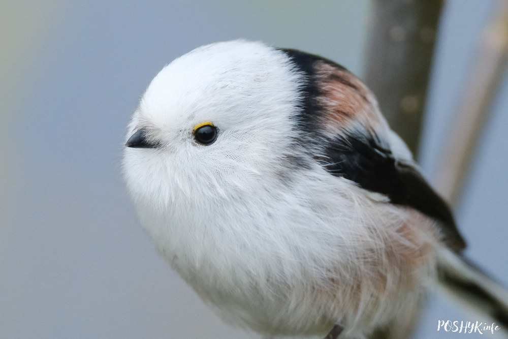 Long-tailed tit
