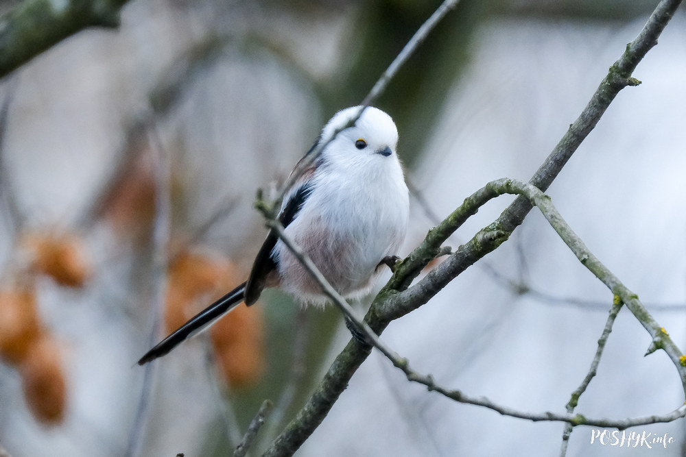 Птушка апалоўнік