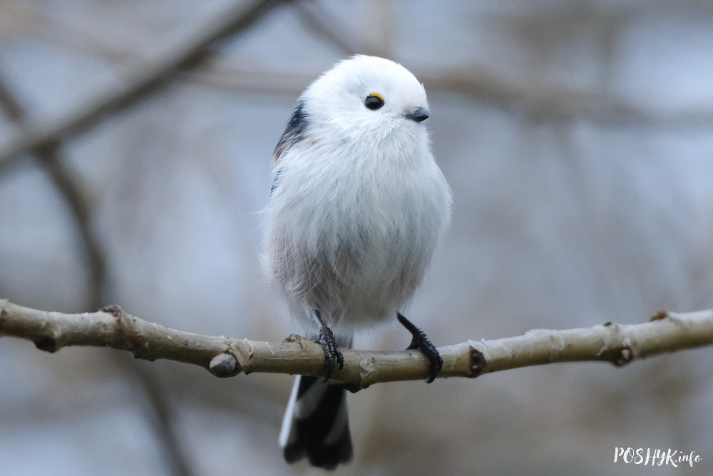 Птушкі Беларусі сініца
