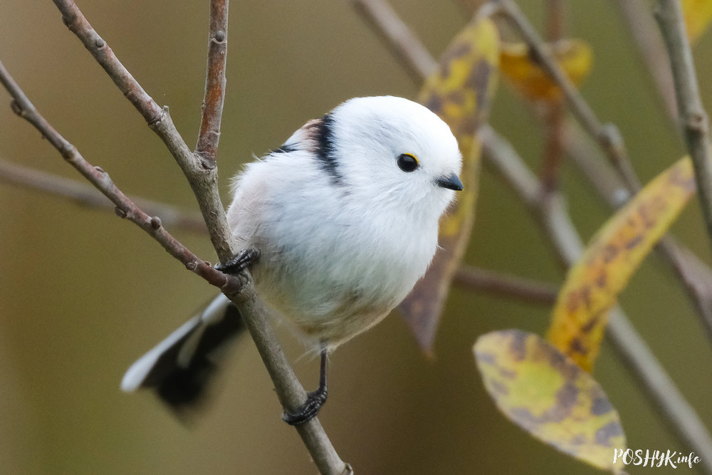 Cінюха доўгахвостая птушка
