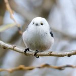 Птушка сініца апалоўнік ці сінюха доўгахвостая Птушкі Беларусі сініца апалоўнік