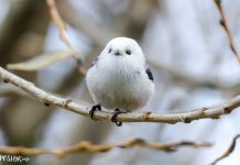 Птушкі Беларусі сініца апалоўнік