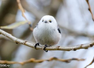 Птушка сініца апалоўнік ці сінюха доўгахвостая Птушкі Беларусі сініца апалоўнік