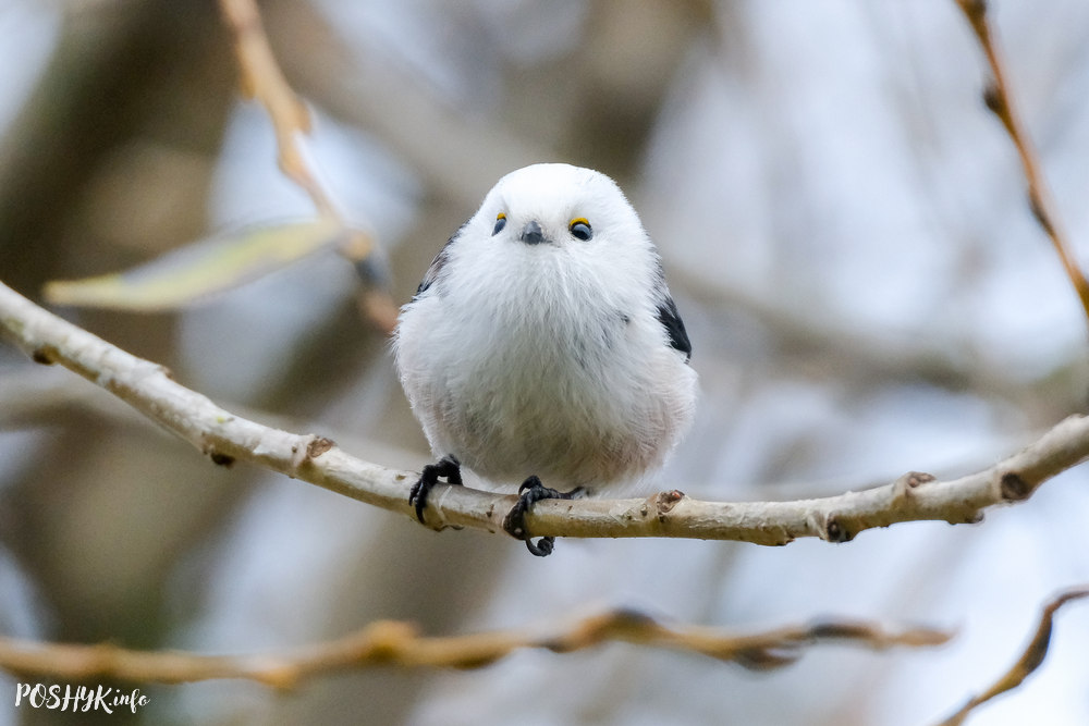 Птушкі Беларусі сініца апалоўнік