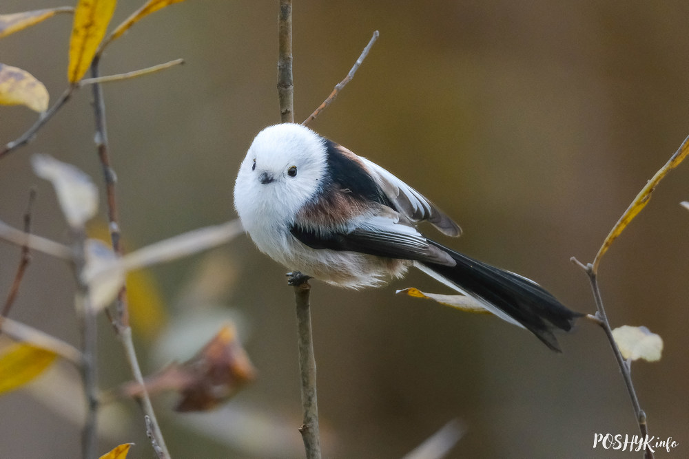 Длиннохвостая синица