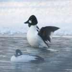 Необычные водоплавающие птицы, которых можно увидеть в Беларуси Водоплавающие птицы Беларуси