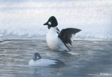 Необычные водоплавающие птицы, которых можно увидеть в Беларуси Водоплавающие птицы Беларуси