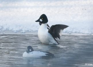 Водоплавающие птицы Беларуси