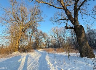 Сядзіба Чапскіх Наруцэвічы ў Аношках Сядзіба Чапскіх Наруцэвічы Аношкі