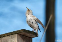 Што за цуд? Белы шпак у Мінску! Белы шпак у Мінску