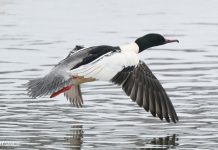 Што за птушка Вялікі Савук? Птушка Вялікі крахаль - Птица Большой Крохаль