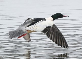 Што за птушка Вялікі Савук? Птушка Вялікі крахаль - Птица Большой Крохаль
