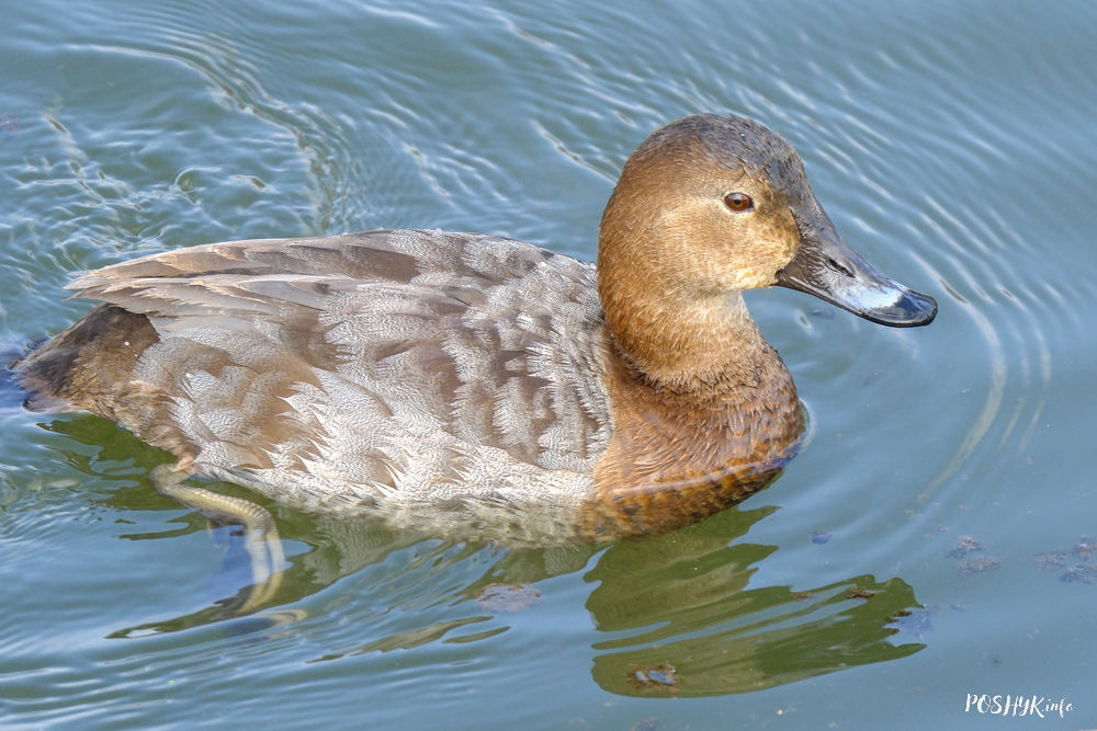 Нырок-сівак птушка