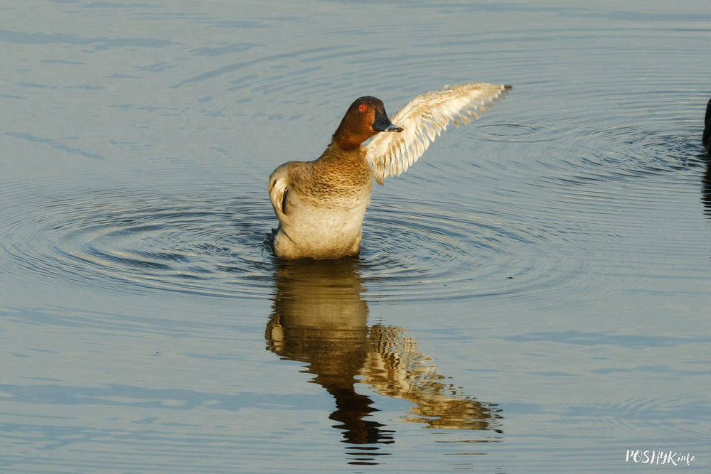 Pochard